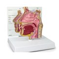 Gpi Anatomical Anatomical Model - Sinus 2850